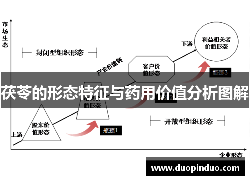 茯苓的形态特征与药用价值分析图解